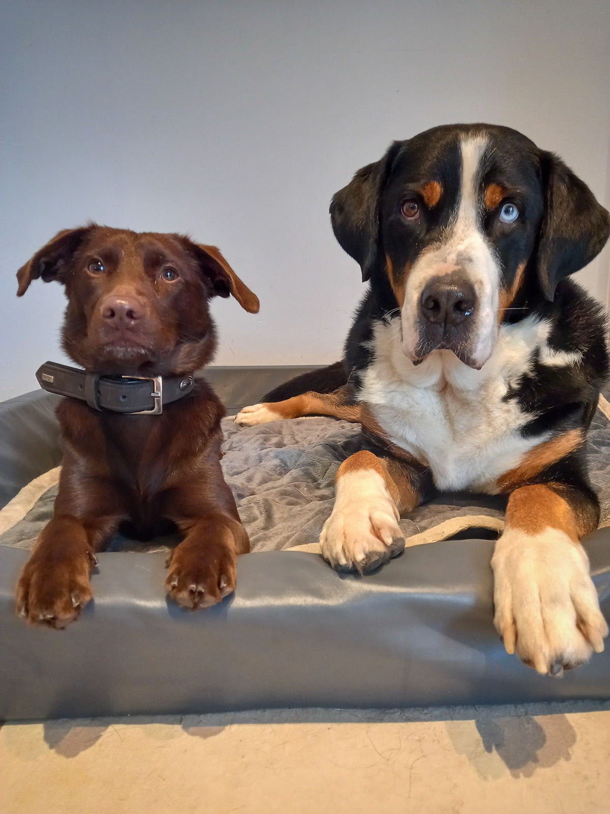 Ein kleiner und ein großer Hund gucken aus einem Hundekorb.