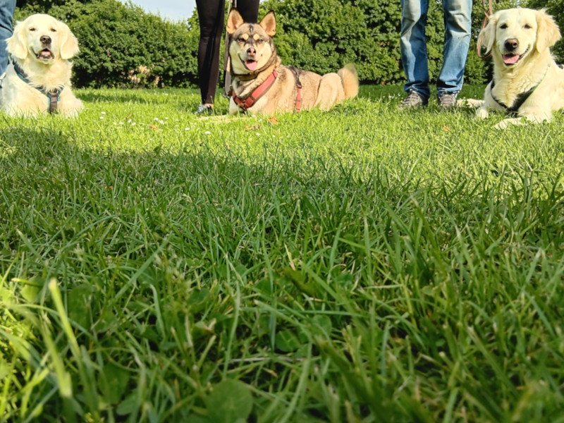 Drei Hunde liegen im Paltz auf einer Wiese.