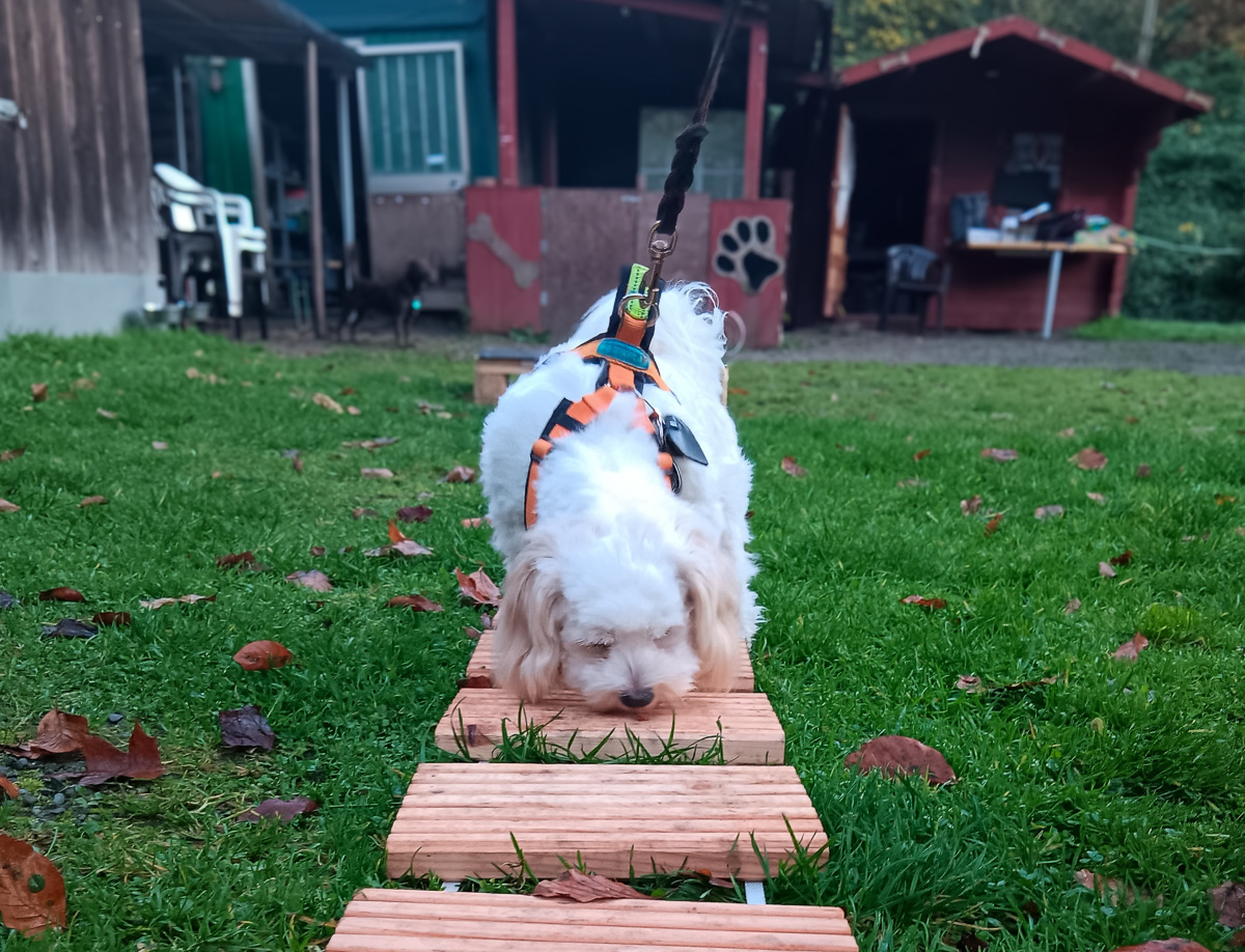 Ein Hund im Training