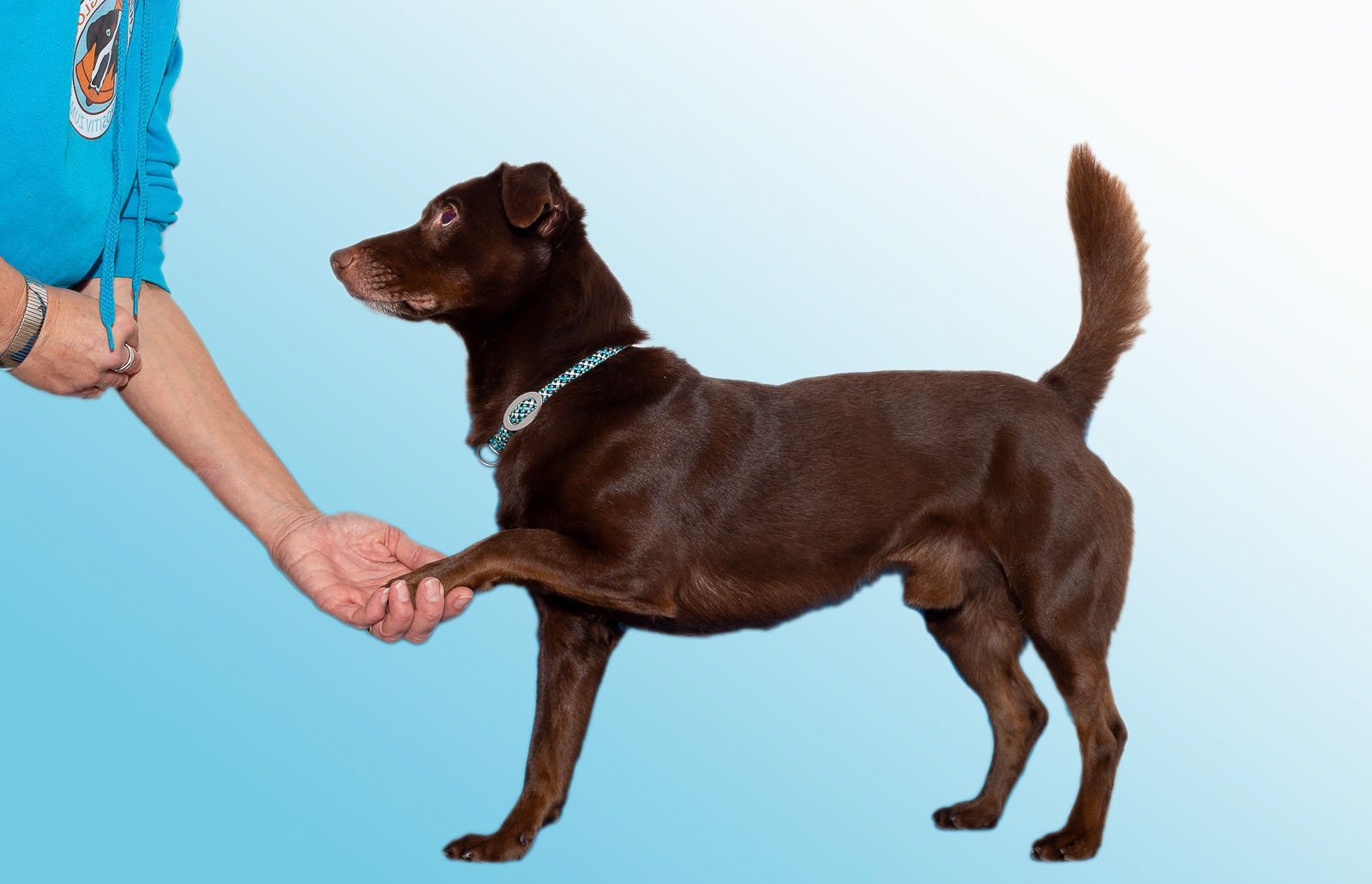 Ein Hund gibt Pfötchen