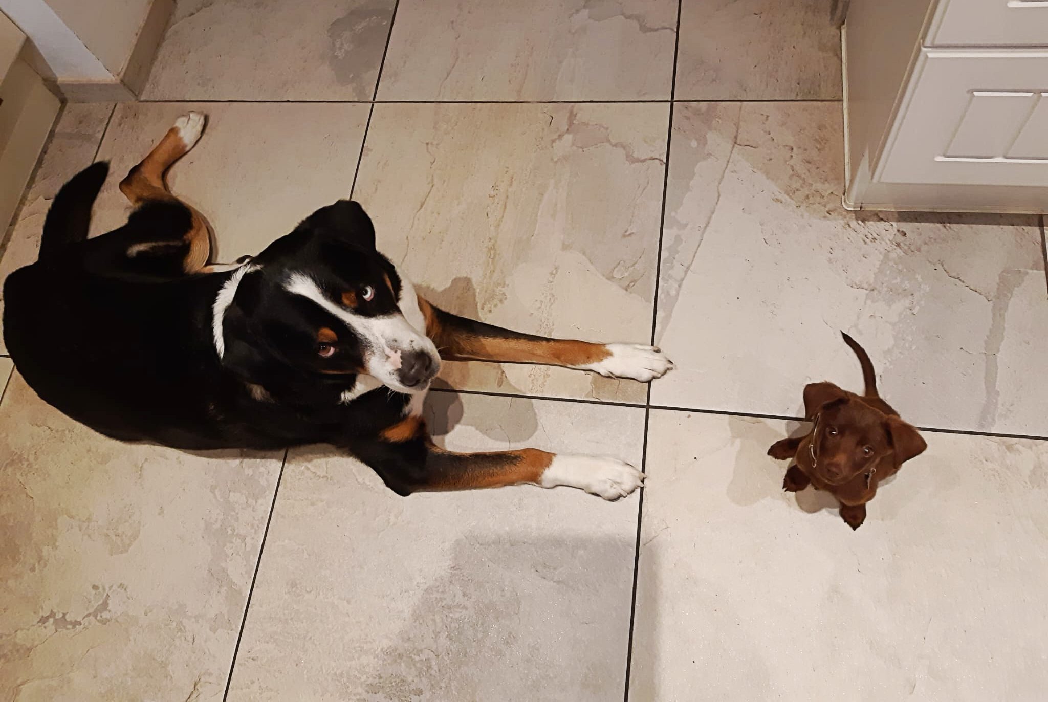 Ein großer und ein kleiner Hund blicken vom Boden hoch.